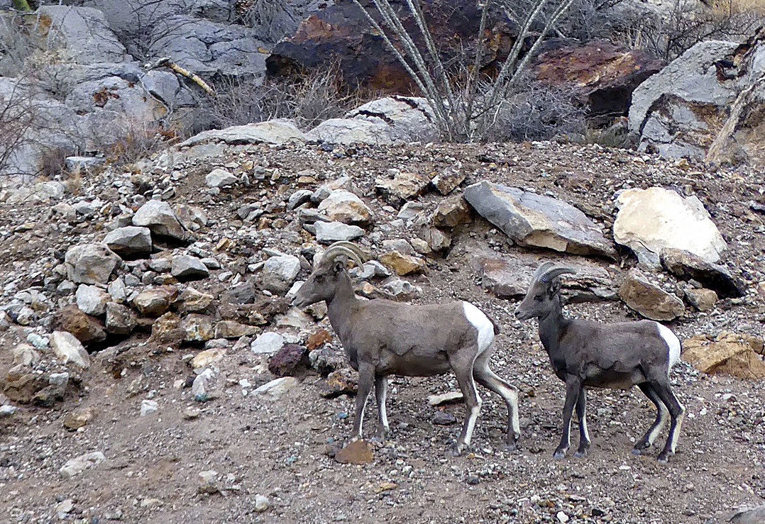 Bighorn sheep